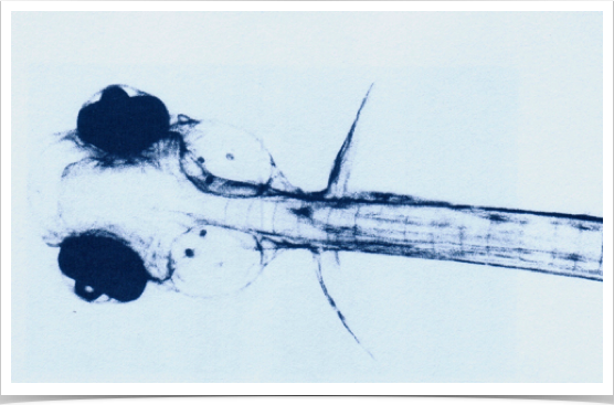 Ventral view of a three-day old sprat larvae - with pigmented eyes and mouth breaking through. Two ototlith pairs (Sagitta & Lapiius) are visible.